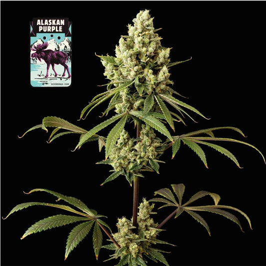 Alaskan Purple (Seedsman) feminisiert Cannabis Samen von Seedsman