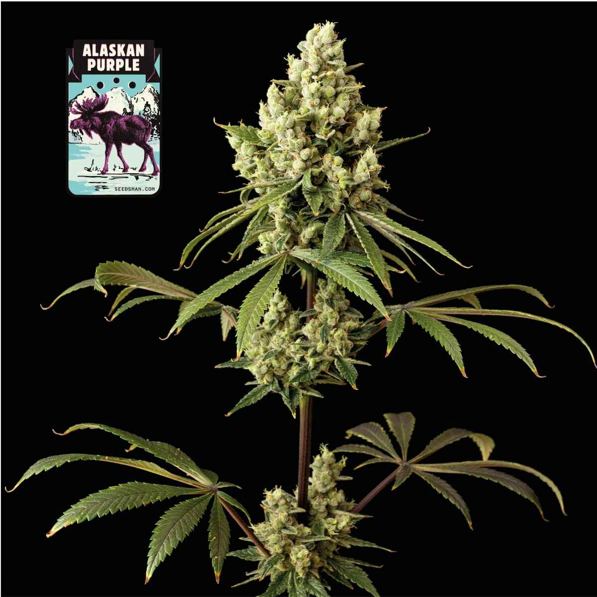 Alaskan Purple (Seedsman) feminisiert Cannabis Samen von Seedsman