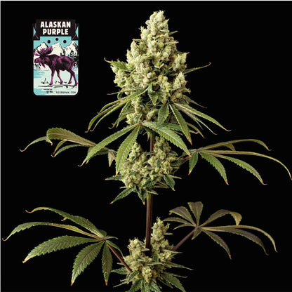 Alaskan Purple (Seedsman) feminisiert Cannabis Samen von Seedsman