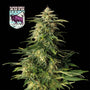 Alaskan Purple Auto (Seedsman)