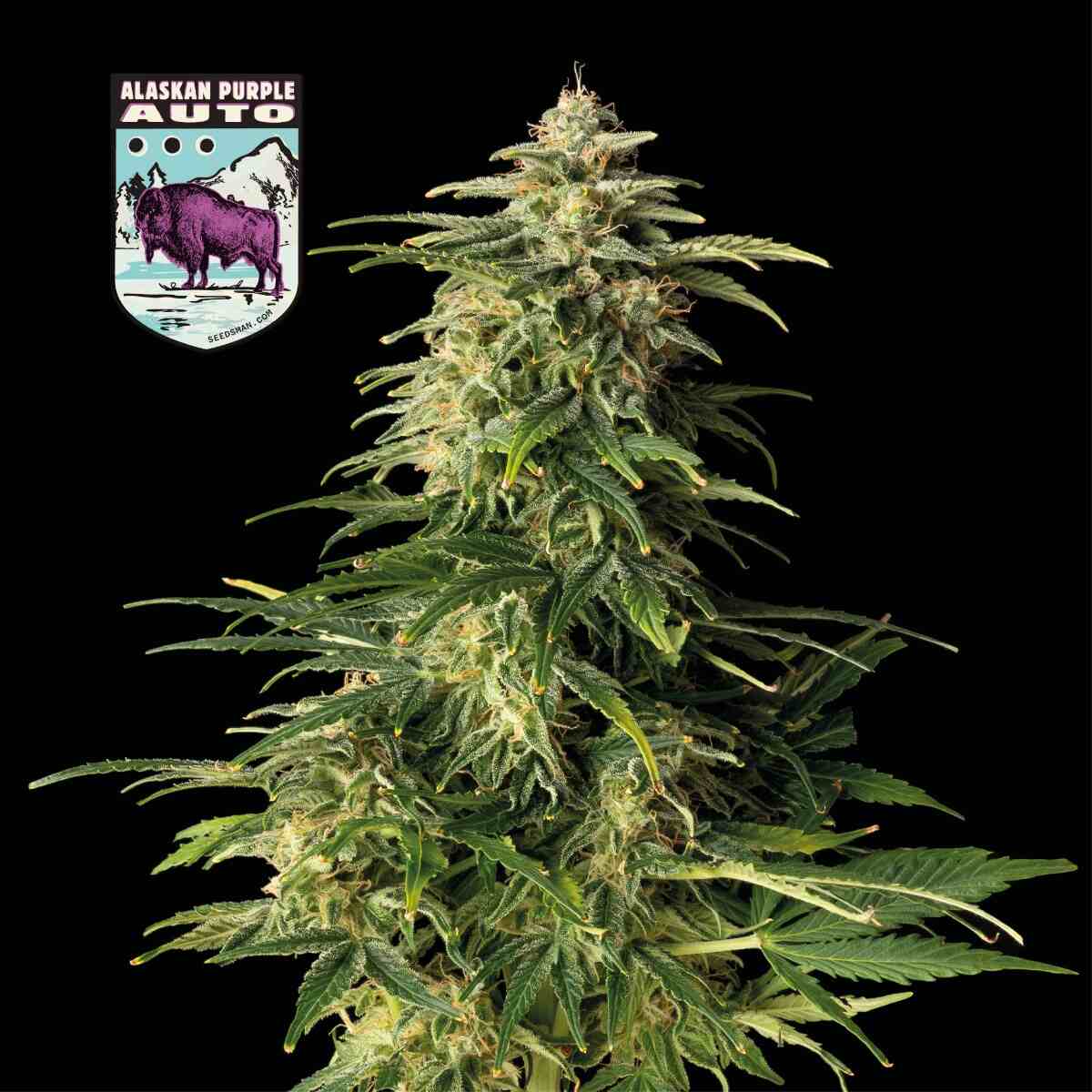Alaskan Purple Auto (Seedsman) Cannabis Samen von Seedsman