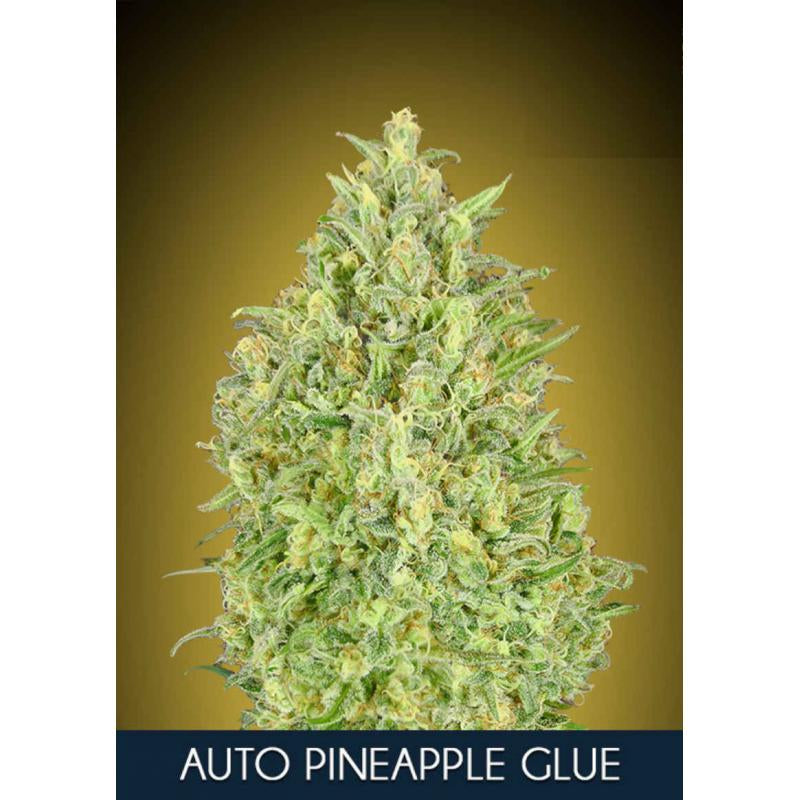 Pineapple Glue Auto (Advanced Seeds) autoflowering Cannabis Samen von Advanced Seeds