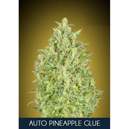 Pineapple Glue Auto (Advanced Seeds) autoflowering Cannabis Samen von Advanced Seeds