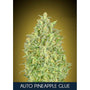 Pineapple Glue Auto (Advanced Seeds) autoflowering