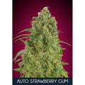 Strawberry Gum Auto (Advanced Seeds) autoflowering Cannabis Samen von Advanced Seeds