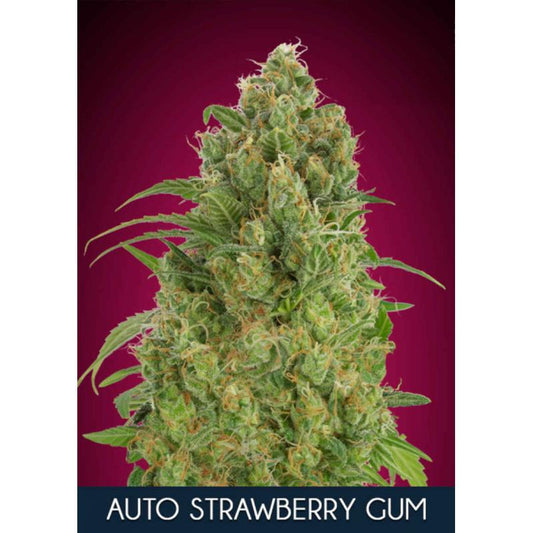 Strawberry Gum Auto (Advanced Seeds) autoflowering Cannabis Samen von Advanced Seeds