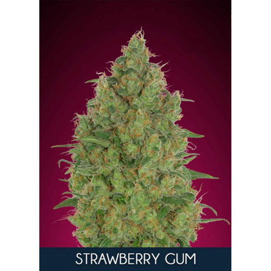 Strawberry Gum (Advanced Seeds) feminisiert Cannabis Samen von Advanced Seeds