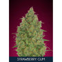 Strawberry Gum (Advanced Seeds) feminisiert