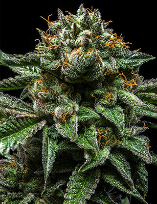Chempie (Ripper Seeds) feminisiert Cannabis Samen von Ripper Seeds