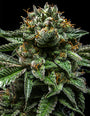 Chempie (Ripper Seeds) feminisiert