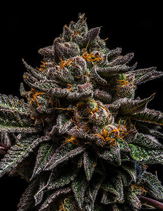 Braincake (Ripper Seeds) feminisiert Cannabis Samen von Ripper Seeds