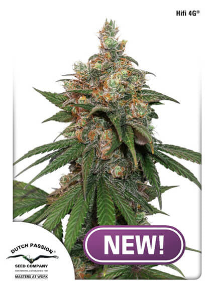 HiFi 4G (Dutch Passion) feminisiert Cannabis Samen von Dutch Passion