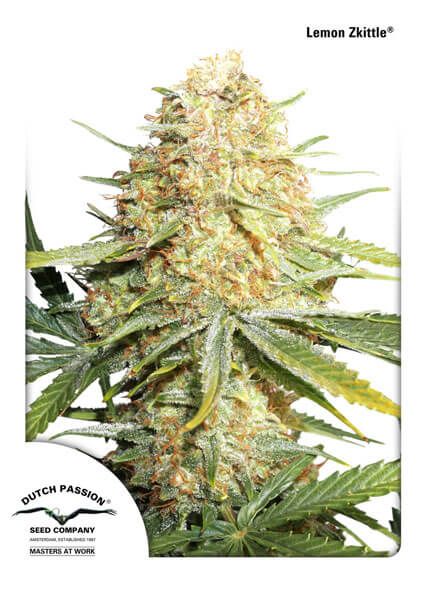 Lemon Kix Auto (Dutch Passion)