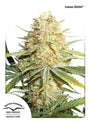 Lemon Kix Auto (Dutch Passion)