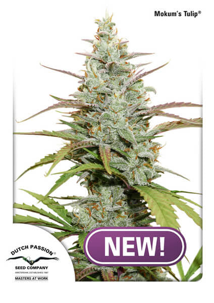 Mokum's Tulip (Dutch Passion) feminisiert Cannabis Samen von Dutch Passion