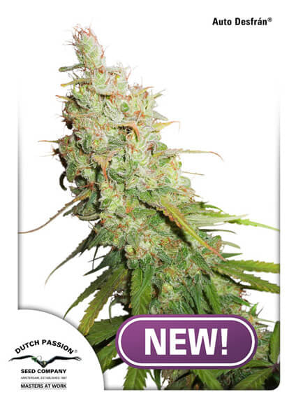 Desfran Auto (Dutch Passion) Cannabis Samen von Dutch Passion