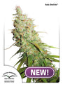 Desfran Auto (Dutch Passion)