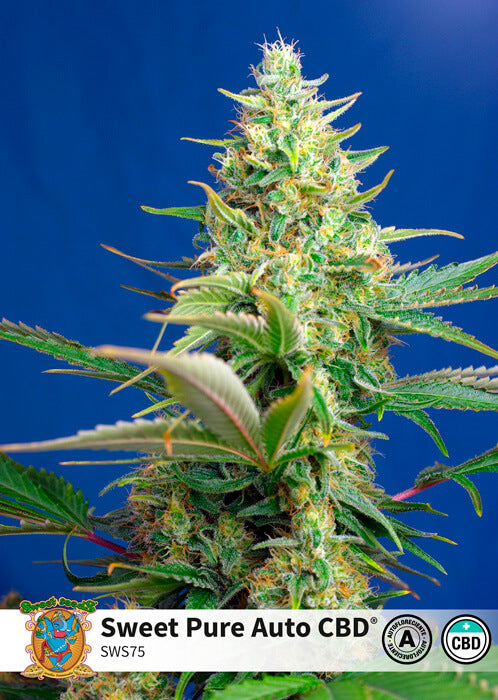 Sweet Pure CBD Auto (Sweet Seeds) Cannabis Samen von Sweet Seeds