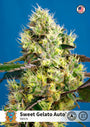 Sweet Gelato Auto (Sweet Seeds)