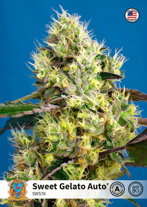 Sweet Gelato Auto (Sweet Seeds) Cannabis Samen von Sweet Seeds