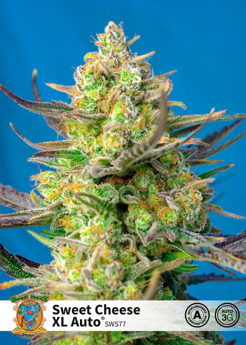 Sweet Cheese XL Auto (Sweet Seeds) Cannabis Samen von Sweet Seeds