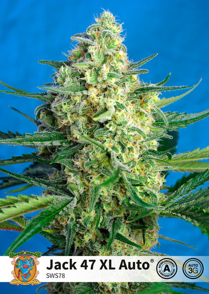 Jack 47 XL Auto (Sweet Seeds) Cannabis Samen von Sweet Seeds