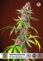 Red Mandarine F1 FAST (Sweet Seeds) feminisiert