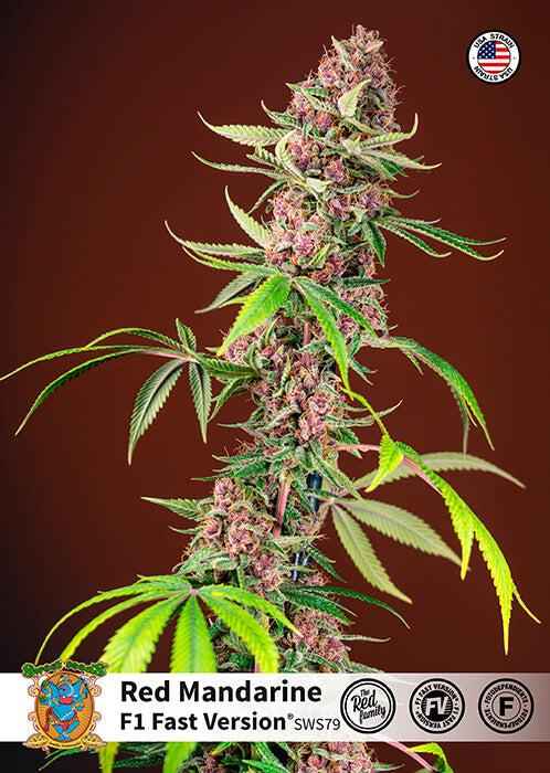 Red Mandarine F1 FAST (Sweet Seeds) feminisiert Cannabis Samen von Sweet Seeds