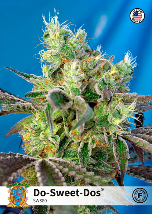 Do-Sweet-Dos (Sweet Seeds) feminisiert Cannabis Samen von Sweet Seeds