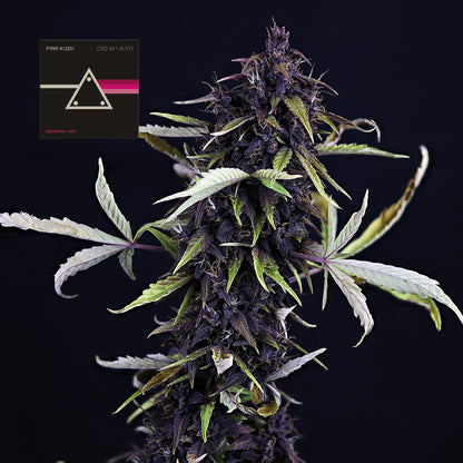Pink Kush CBD 30:1 Auto (Seedsman) Cannabis Samen von Seedsman