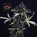 Pink Kush CBD 30:1 Auto (Seedsman) Cannabis Samen von Seedsman