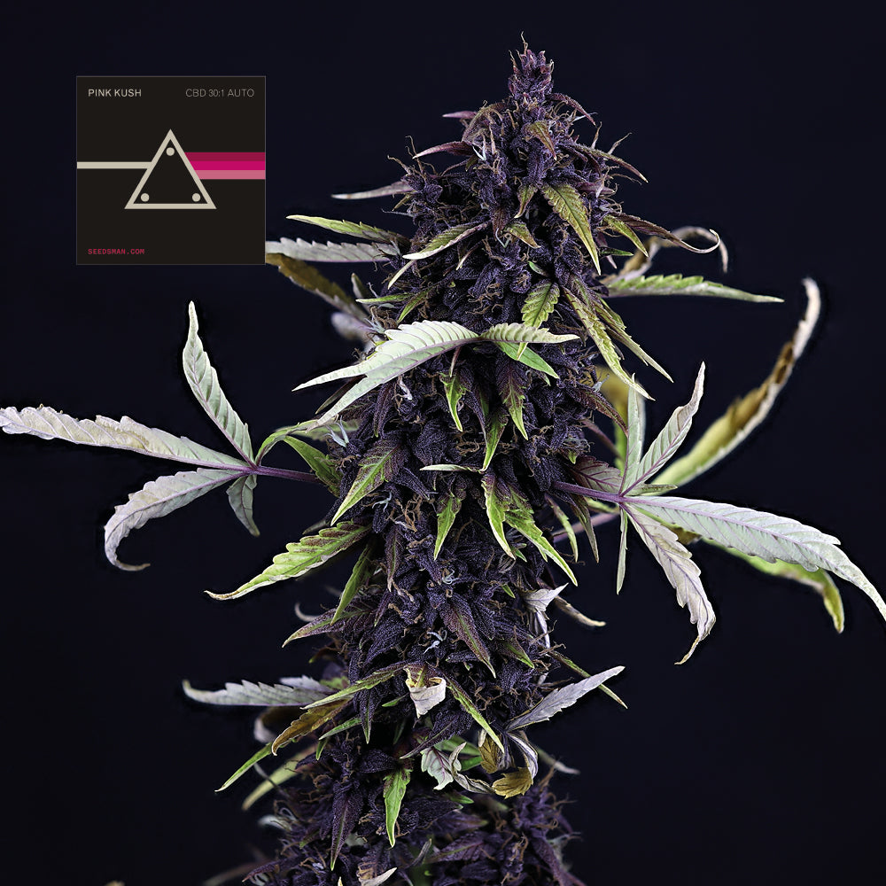 Pink Kush CBD 30:1 Auto (Seedsman) Cannabis Samen von Seedsman