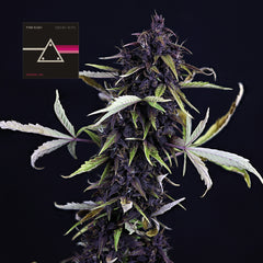 Pink Kush CBD 30:1 Auto (Seedsman) Cannabis Samen von Seedsman