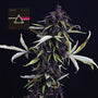 Pink Kush CBD 30:1 Auto (Seedsman)