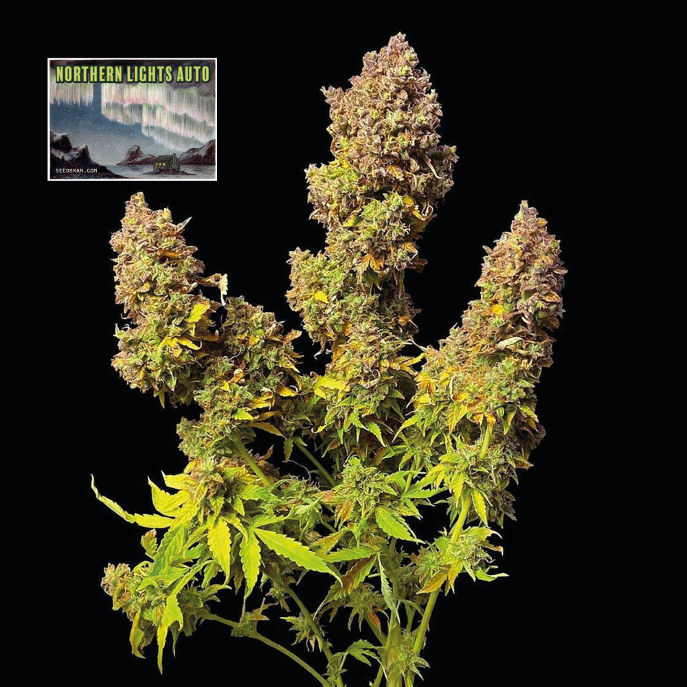 Northern Lights Auto (Seedsman) Cannabis Samen von Seedsman
