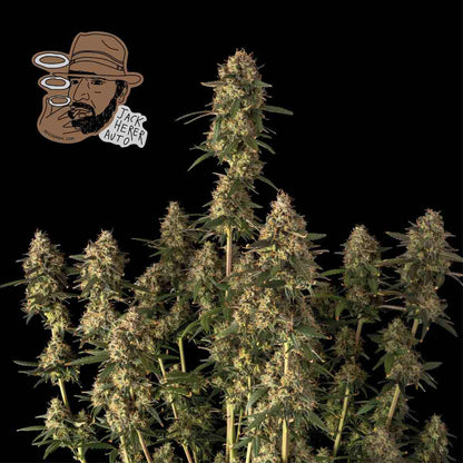 Jack Herer Auto (Seedsman) Cannabis Samen von Seedsman
