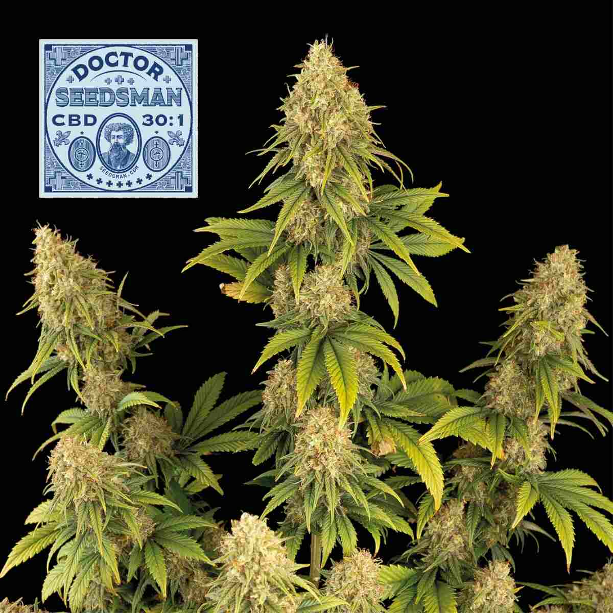Doctor Seedsman CBD 30:1 (Seedsman) feminisiert Cannabis Samen von Seedsman