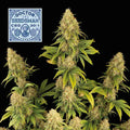 Doctor Seedsman CBD 30:1 (Seedsman) feminisiert Cannabis Samen von Seedsman