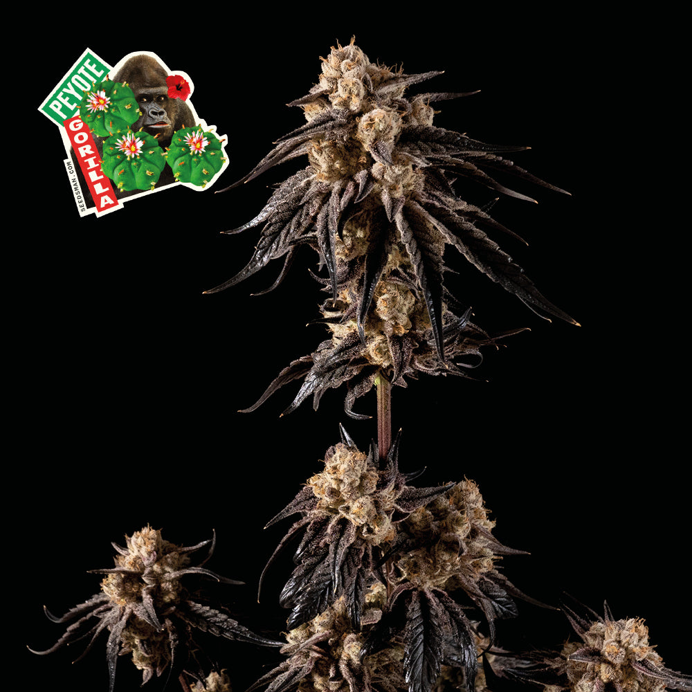 Peyote Gorilla (Seedsman) feminisiert Cannabis Samen von Seedsman