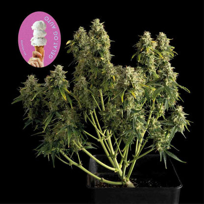 Gelat.OG Auto (Seedsman) Cannabis Samen von Seedsman