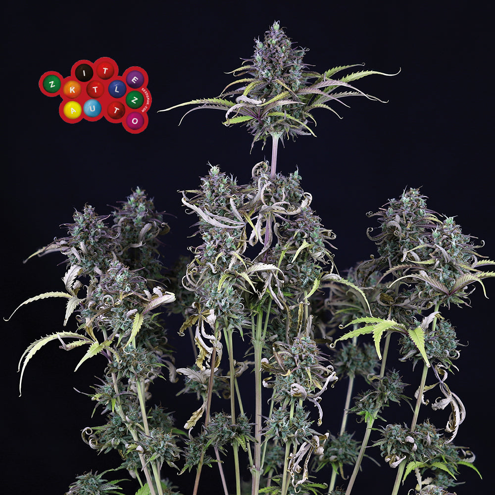 Zkittlez Auto (Seedsman) Cannabis Samen von Seedsman