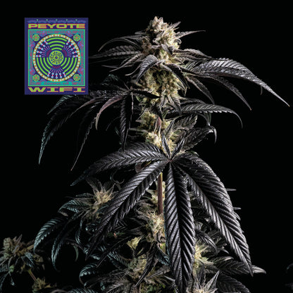 Peyote Wi-Fi (Seedsman) feminisiert Cannabis Samen von Seedsman