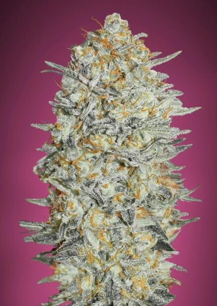 Gelato #33 (Advanced Seeds) feminisiert Cannabis Samen von Advanced Seeds