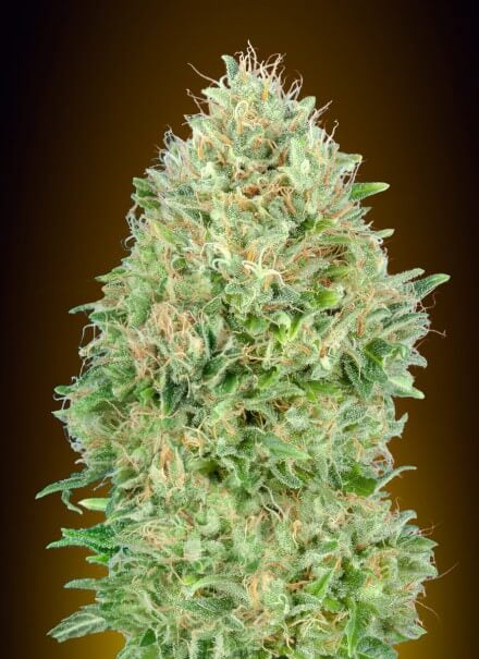 Pineapple Glue (Advanced Seeds) feminisiert Cannabis Samen von Advanced Seeds