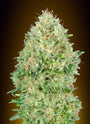 Pineapple Glue (Advanced Seeds) feminisiert