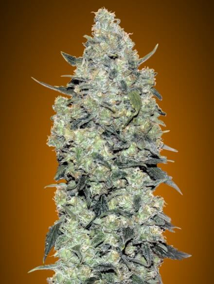 Critical Mass Auto (Advanced Seeds) autoflowering Cannabis Samen von Advanced Seeds