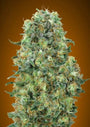 Critical Mass (Advanced Seeds) feminisiert