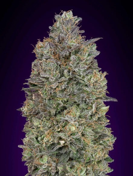 Critical Purple Kush (Advanced Seeds) feminisiert Cannabis Samen von Advanced Seeds