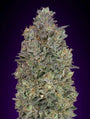 Critical Purple Kush (Advanced Seeds) feminisiert