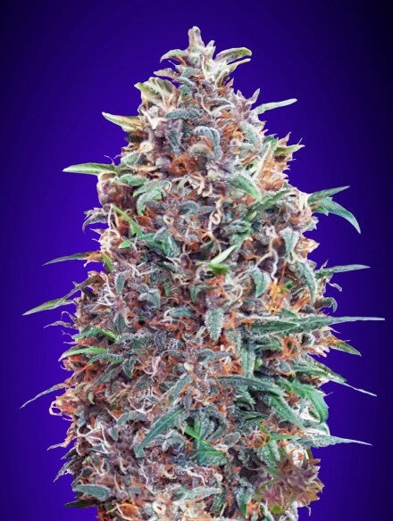 Purple Diesel Auto (Advanced Seeds) autoflowering Cannabis Samen von Advanced Seeds